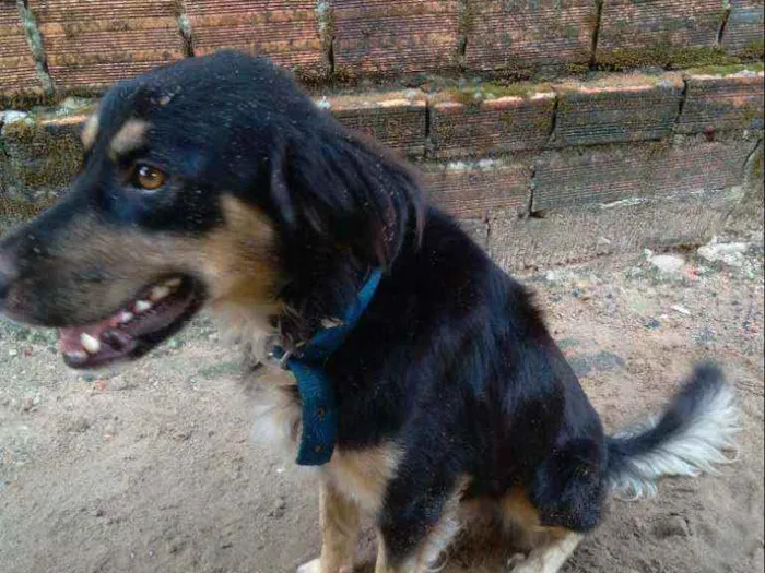 Cachorro raça Vira lata  idade 2 anos nome Negão 