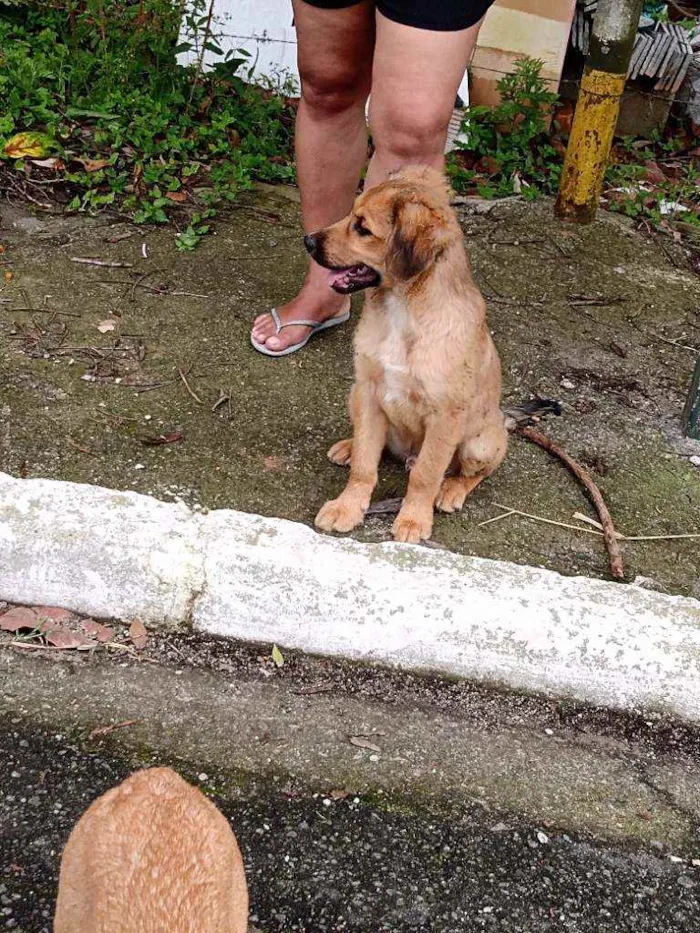 Cachorro ra a Mestiço idade 2 a 6 meses nome Bob e caramelo