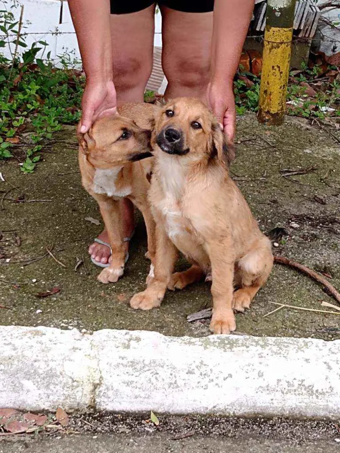 Cachorro ra a Mestiço idade 2 a 6 meses nome Bob e caramelo