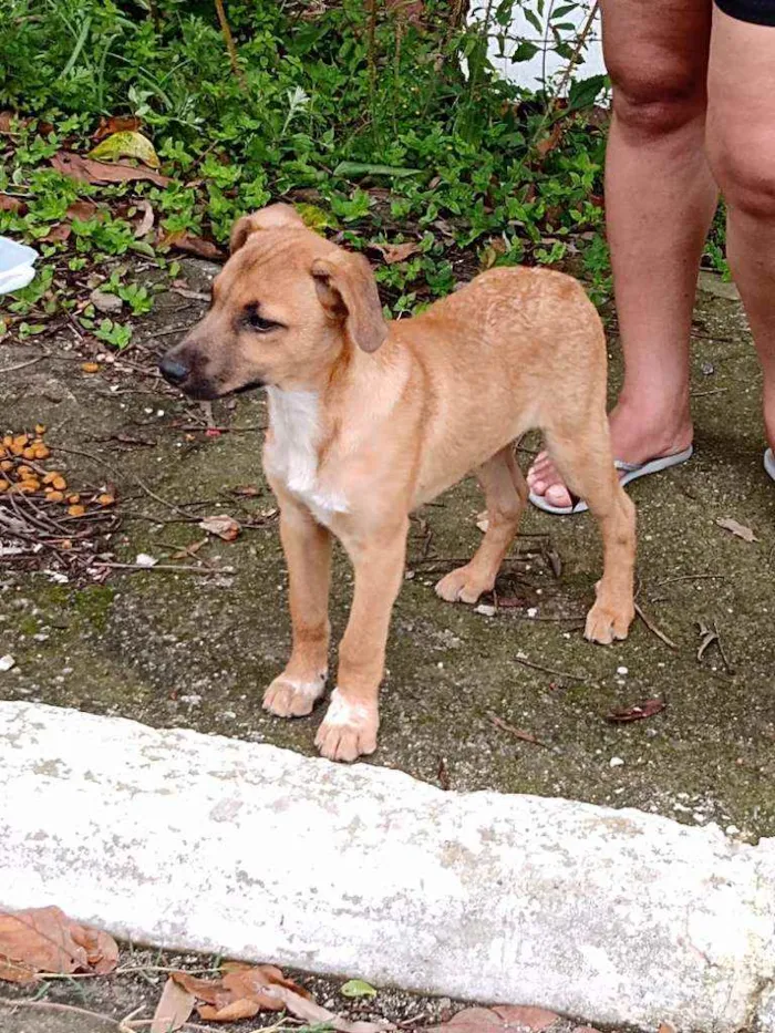 Cachorro ra a Mestiço idade 2 a 6 meses nome Bob e caramelo