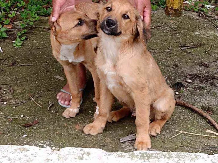 Cachorro ra a Mestiço idade 2 a 6 meses nome Bob e caramelo