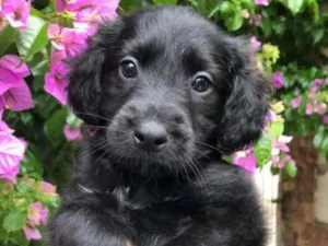 Cachorro raça  idade Abaixo de 2 meses nome Filhotes 