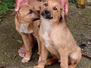 Cachorro raça Mestiço idade 2 a 6 meses nome Bob e caramelo