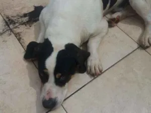 Cachorro raça Pastor alemao idade 6 ou mais anos nome Marley