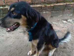 Cachorro raça Vira lata  idade 2 anos nome Negão 