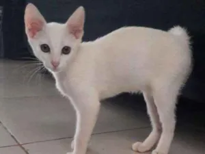 Gato raça SRD-ViraLata idade Abaixo de 2 meses nome Branca