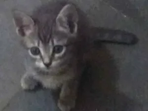 Gato raça SRD idade 2 a 6 meses nome Ana Julia