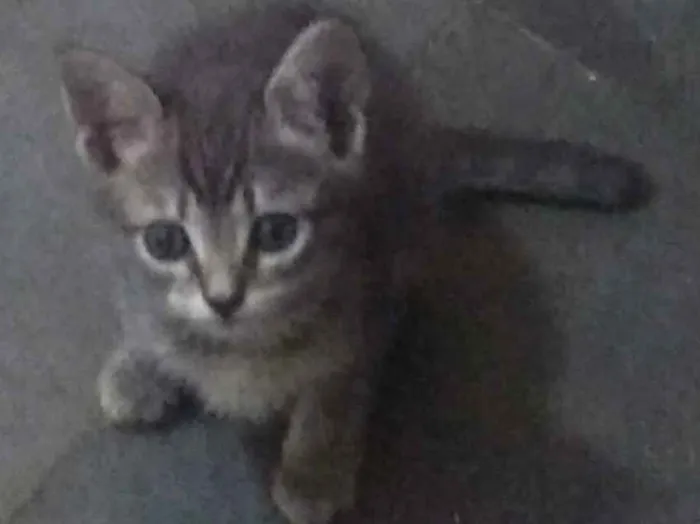 Gato ra a SRD idade 2 a 6 meses nome Ana Julia