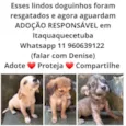 Filhotinhos