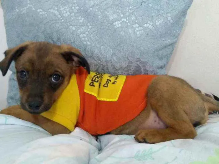 Cachorro raça SRD idade 2 a 6 meses nome Bum