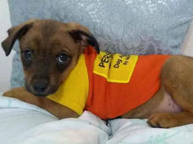 Cachorro raça SRD idade 2 a 6 meses nome Bum