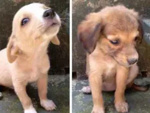 Cachorro raça  idade  nome Filhotinhos