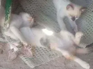 Gato raça  idade 2 a 6 meses nome Gato