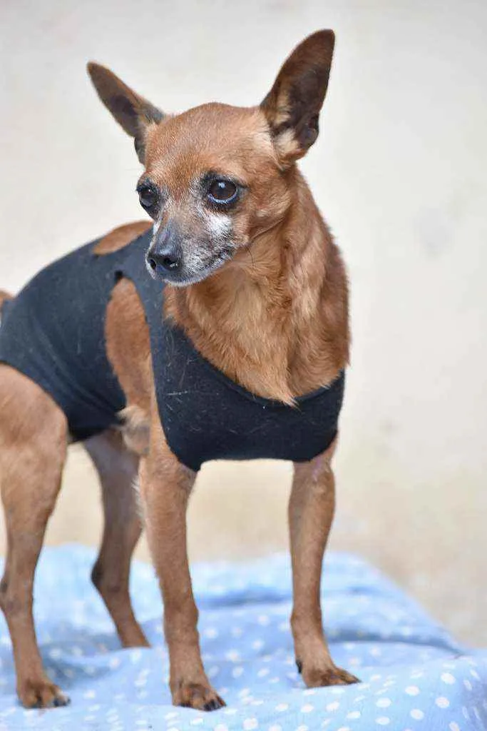 Cachorro ra a Pinscher idade 5 anos nome Bulita