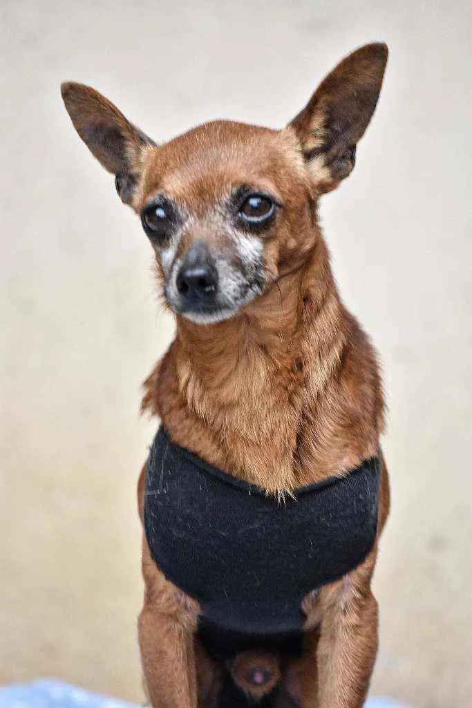 Cachorro ra a Pinscher idade 5 anos nome Bulita