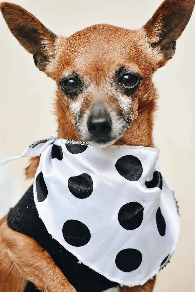 Cachorro ra a Pinscher idade 5 anos nome Bulita