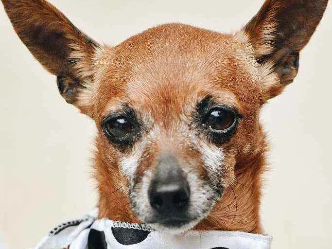 Cachorro ra a Pinscher idade 5 anos nome Bulita