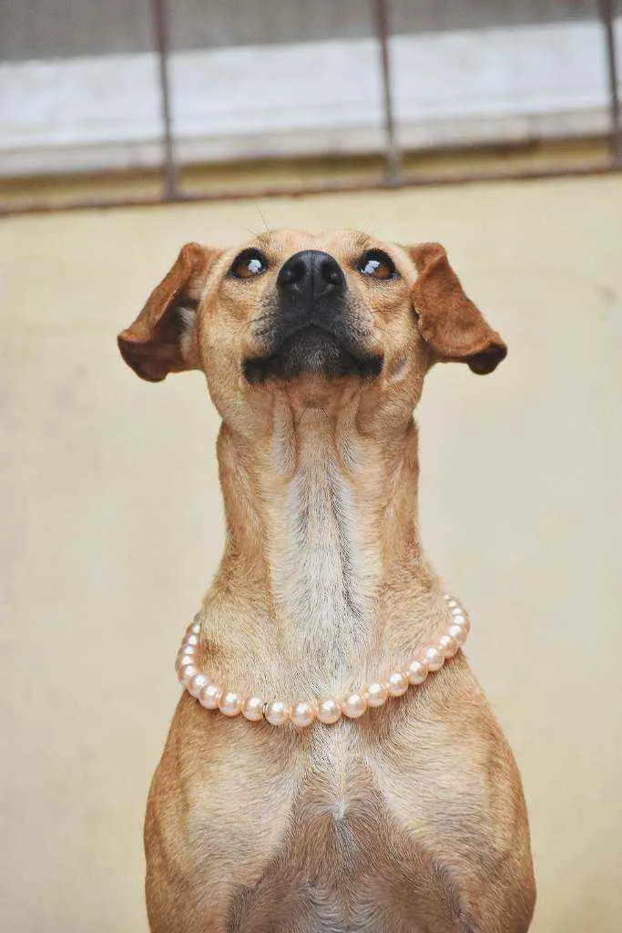 Cachorro ra a SRD idade 1 ano nome Flor 