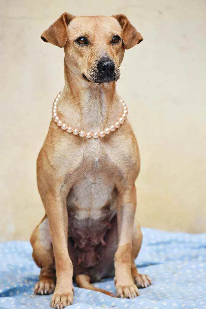 Cachorro ra a SRD idade 1 ano nome Flor 
