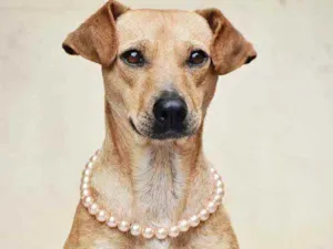 Cachorro raça SRD idade 1 ano nome Flor 