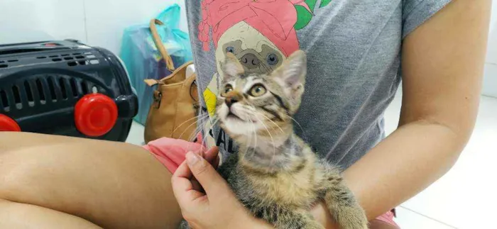 Gato ra a Srd idade 2 a 6 meses nome Filhotinha