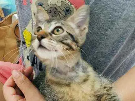 Gato ra a Srd idade 2 a 6 meses nome Filhotinha