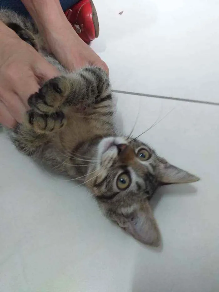 Gato ra a Srd idade 2 a 6 meses nome Filhotinha
