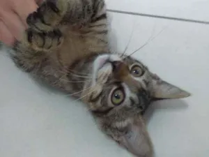 Gato raça Srd idade 2 a 6 meses nome Filhotinha
