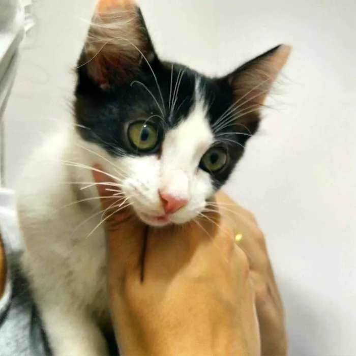 Gato ra a Srd idade 2 a 6 meses nome Pb