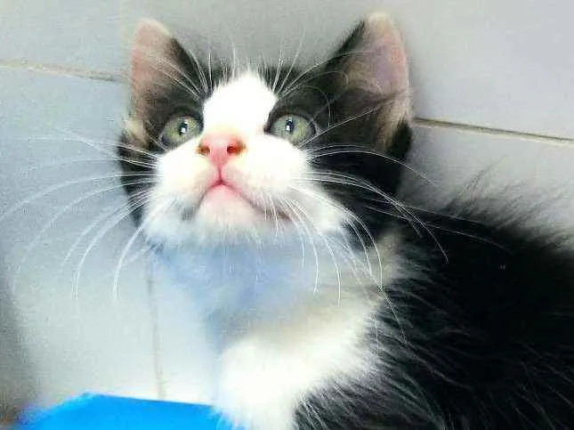 Gato ra a Srd idade 2 a 6 meses nome Pb