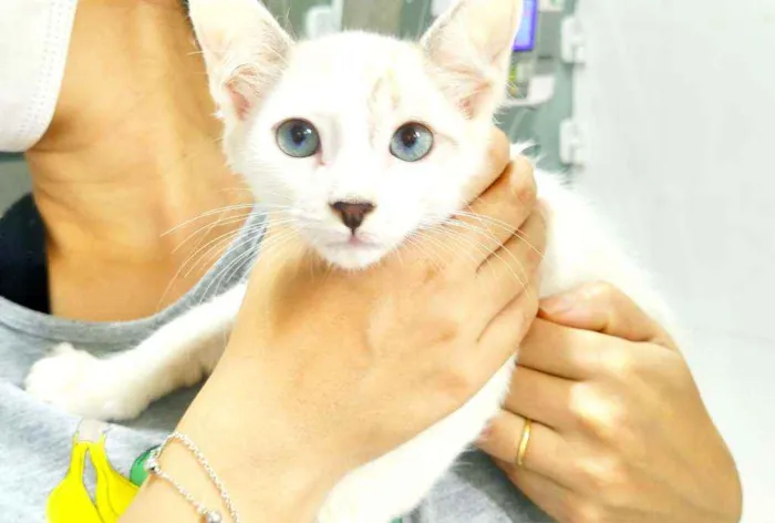 Gato ra a Srd idade 2 a 6 meses nome Filhote