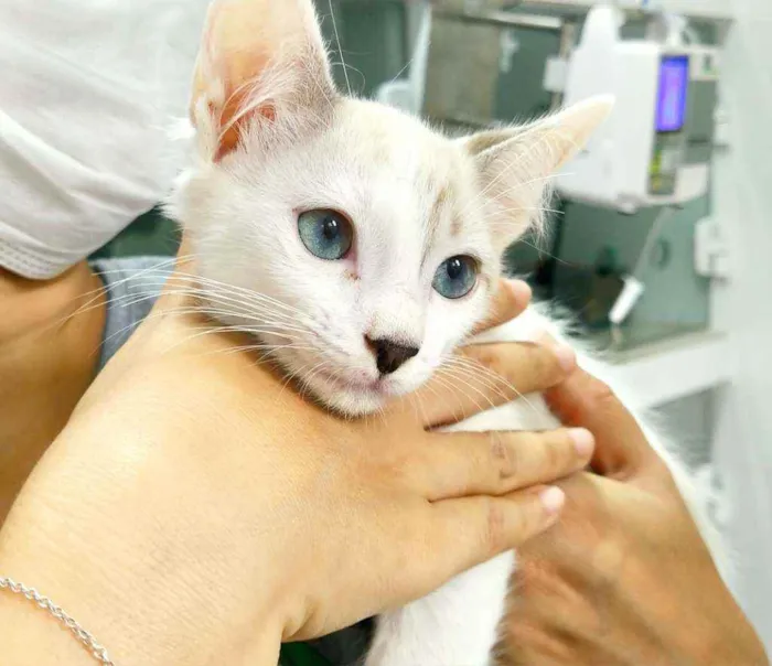 Gato ra a Srd idade 2 a 6 meses nome Filhote