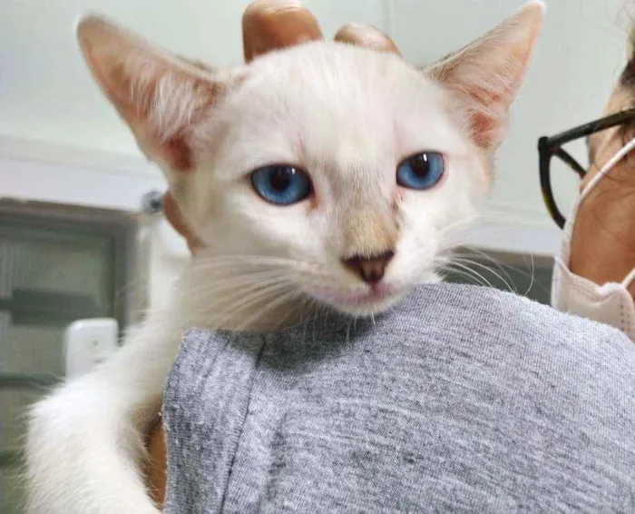 Gato ra a Srd idade 2 a 6 meses nome Filhote femea