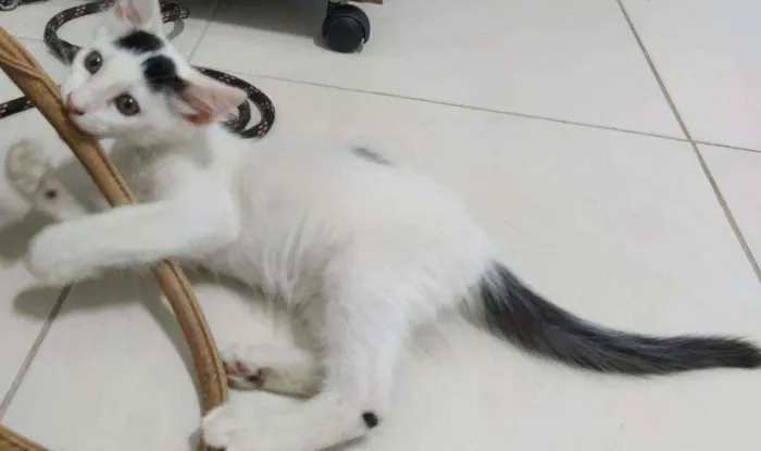 Gato ra a Srd idade 2 a 6 meses nome Filhote macho 