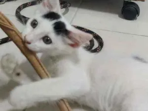 Gato raça Srd idade 2 a 6 meses nome Filhote macho 