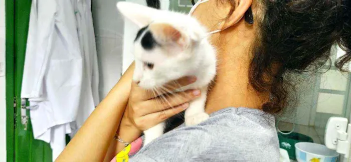 Gato ra a Srd idade 2 a 6 meses nome Filhote macho 