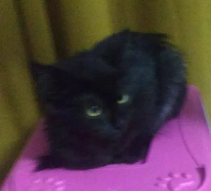 Gato ra a SRD idade 2 a 6 meses nome Kamala
