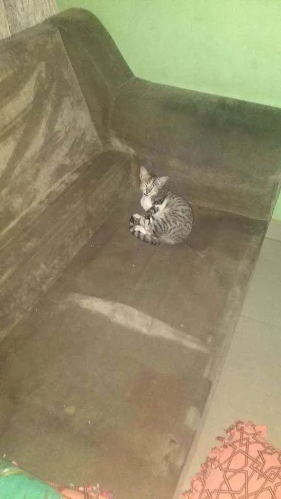 Gato ra a Vira lata  idade 2 a 6 meses nome Sem nome