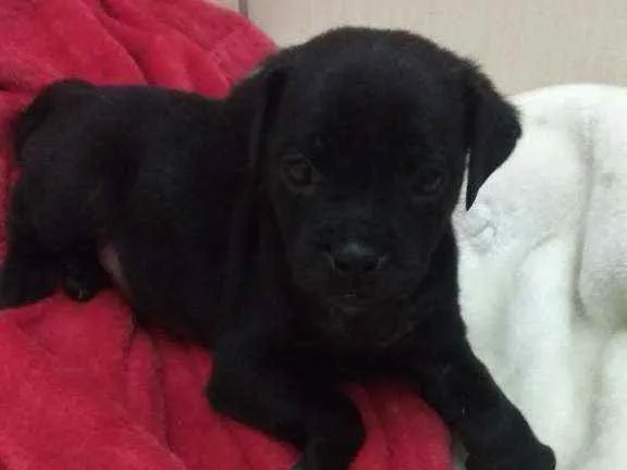 Cachorro ra a Srd idade 2 a 6 meses nome Koda