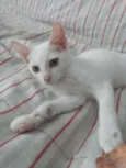Sâncha 