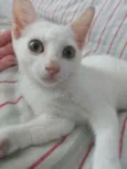 Sâncha 
