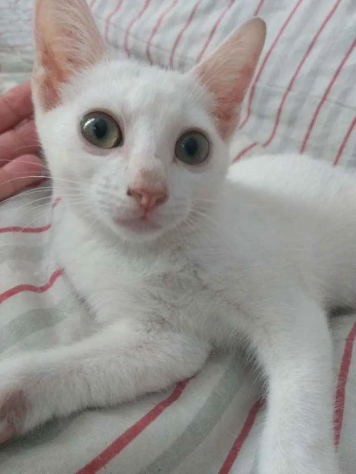 Gato raça Srd idade Abaixo de 2 meses nome Sâncha 