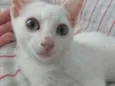 Sâncha 