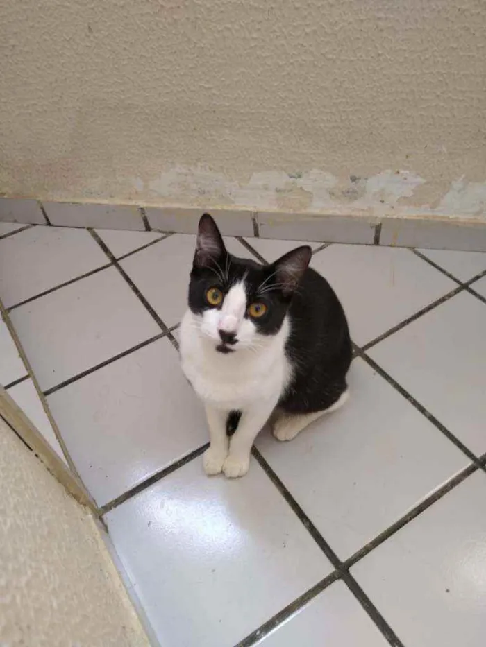 Gato raça Srd idade 2 a 6 meses nome Bentinho