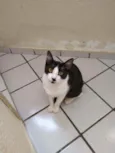 Bentinho