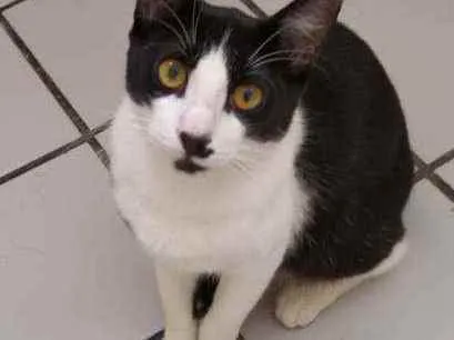 Gato raça Srd idade 2 a 6 meses nome Bentinho
