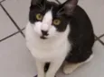 Bentinho