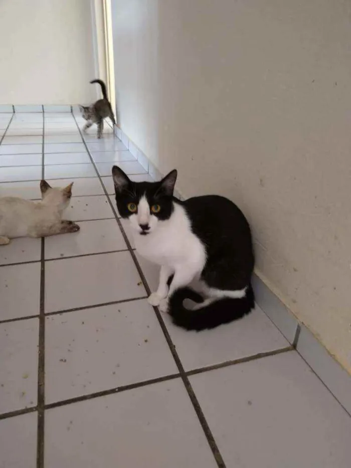 Gato raça Srd idade 2 a 6 meses nome Bentinho