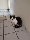 Bentinho