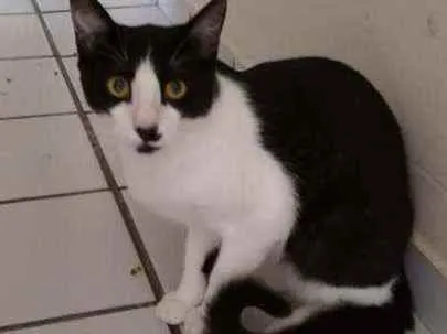 Gato raça Srd idade 2 a 6 meses nome Bentinho